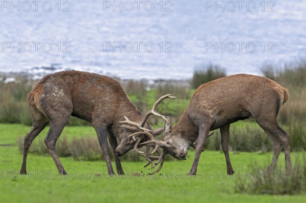 Two rutting red deer (Cervus elaphus) stags fighting by locking antlers during fierce mating battle in grassland during the rut in autumn