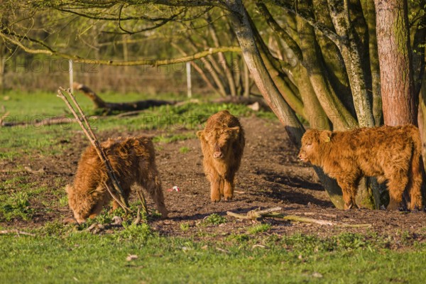 Three Highland calves (Bos primigenius) taurus) stand on a pasture