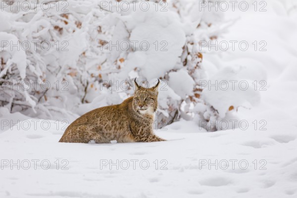 One young male Eurasian lynx, (Lynx lynx), walking through deep snow covered undergrowth in a forest