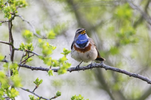 Bluethroat (Luscinia svecica cyanecula), adult male, singing and displaying in its breeding territory, Hesse, Germany, Europe