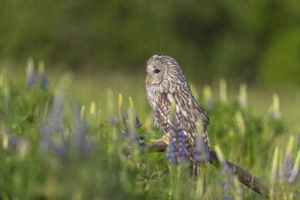 One Ural owl (Strix uralensis) sitting on a branch lying in a field of flowering lupines in late evening light