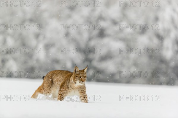 One young male Eurasian lynx, (Lynx lynx), walking over a deep snow covered meadow with a forest in the background