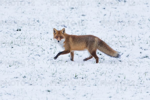 Red fox (Vulpes vulpes), walking across a snow covered field in the winter, Hesse, Germany, Europe