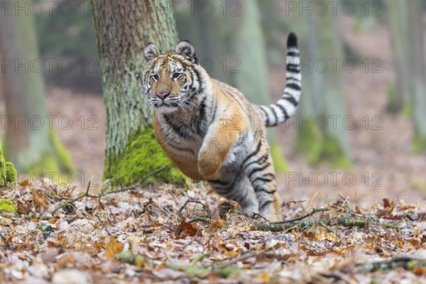 One young female Siberian Tiger, Panthera tigris altaica, running thru a forest