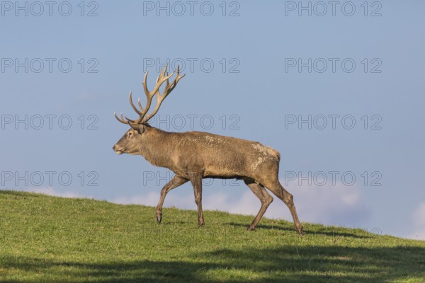 One Red Deer stag (Cervus elaphus) walking up a meadow on hilly ground. Blue sky with some white clouds in the background