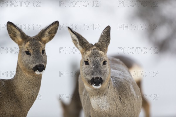 Roe deer portrait with neutral background