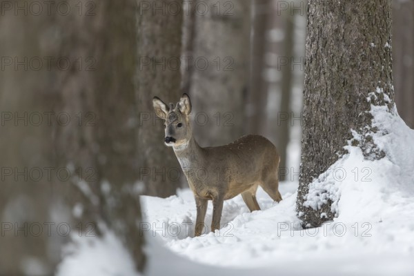One young male Roe Deer, Roe buck (Capreolus capreolus), walking through a forest in deep snow. Trees in the background