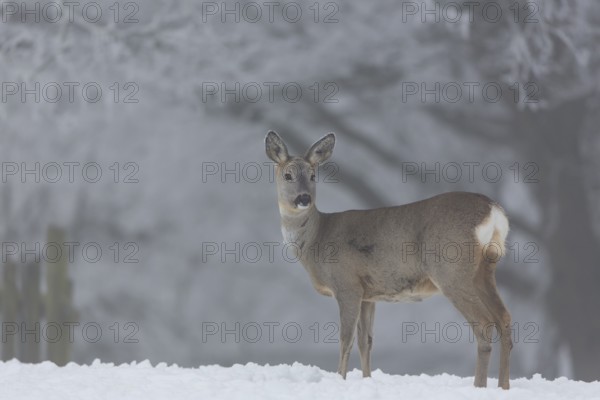 One female Roe Deer, (Capreolus capreolus), walking over a snowy meadow. Snow covered trees in the background