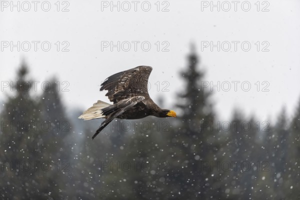 One young Steller's sea eagle (Haliaeetus pelagicus) flying over a lake while snow is falling. A forest in the background. Controlled condition