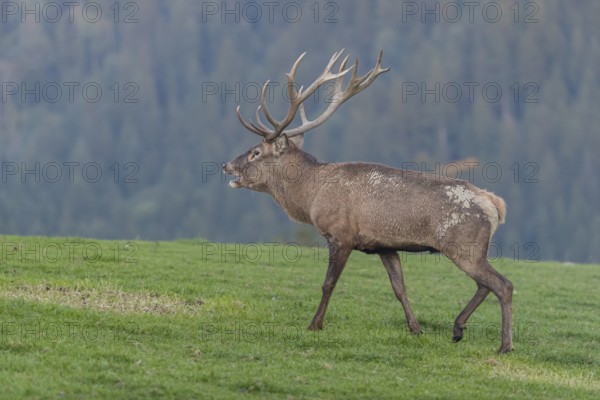 One Red Deer stag (Cervus elaphus) at the rutting season, walking over a meadow, calling. A forest in fall foliage and dense fog in the background