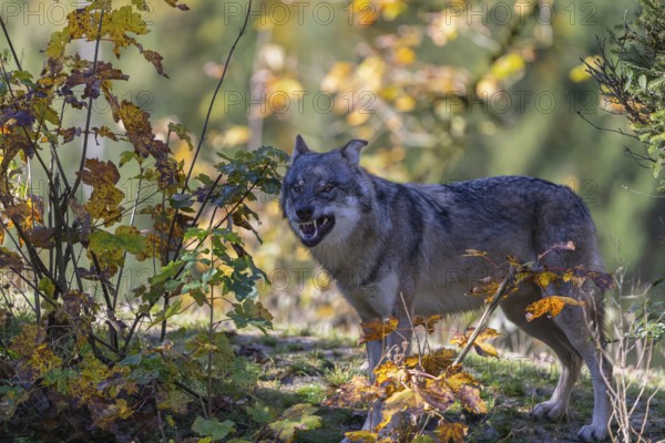 One yawning eurasian gray wolf (Canis lupus lupus) standing on a small hill between fall foliage. Backlit condition