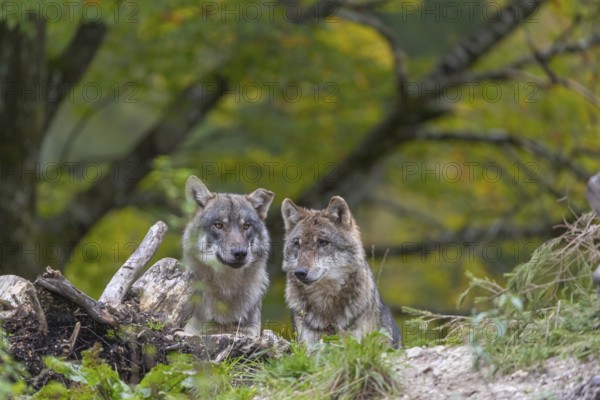 Two eurasian gray wolf (Canis lupus lupus) standing on a small hill between logs with a colourful fall foliage in the background