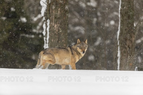 One male eurasian gray wolf (Canis lupus lupus) walking thru deep snow during snow fall. A forest in the background
