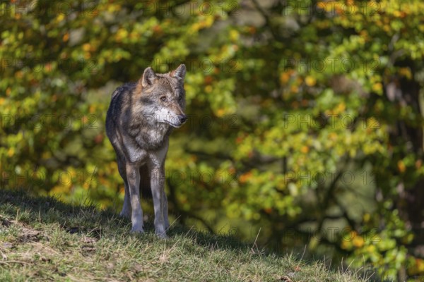One eurasian gray wolf (Canis lupus lupus) standing on a hill on green grass with a forest in fall colours in the background