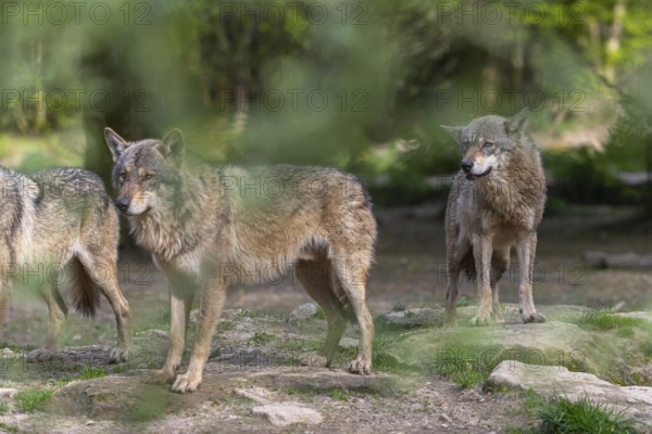 Three eurasian gray wolves (Canis lupus lupus) standing between rocks and slightly hidden by green leaves. Rocks and green vegetation in the background
