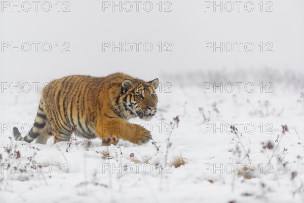 One young Siberian Tiger, Panthera tigris altaica, running over snowy meadow with dense fog in the background