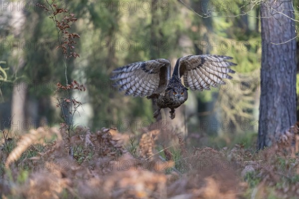 One Eurasian Eagle Owl, Bubo bubo, flying thru a forest with ferns on the ground