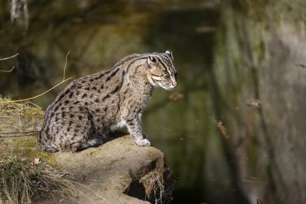 Fishing cat (Prionailurus viverrinus) at the shore of a lake on a sunny day, captive, Germany, Europe