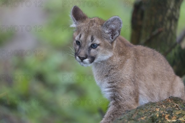 One cougar kitten, Puma concolor, resting in a tree with some green vegetation in the background