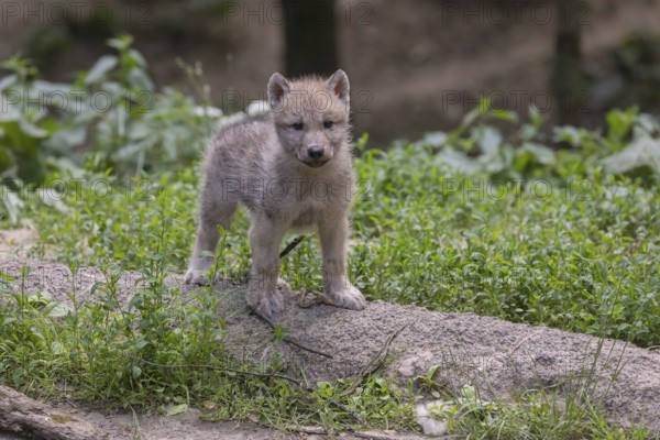 One four weeks old Arctic wolf cub (Canis lupus arctos) standing on a dry dam of a pond with green forest in the background