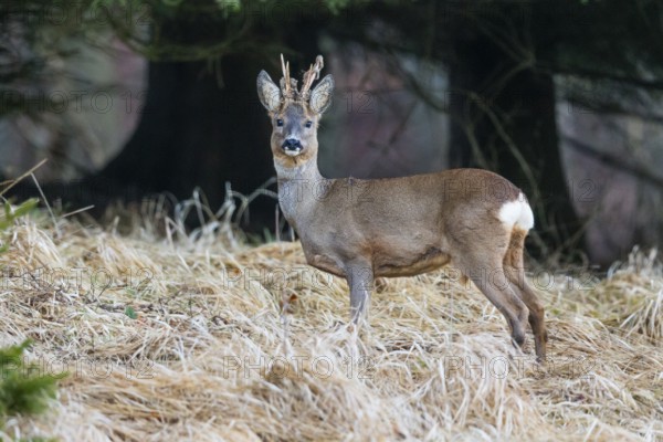 Roe Deer (Capreolus capreolus), male or buck, standing on a field looking alert, loosing the velvet from its freshly developed horns, Hesse, Germany, Europe
