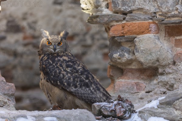 One Eurasian Eagle Owl, Bubo bubo, standing on the walls of a ruin of a monastery