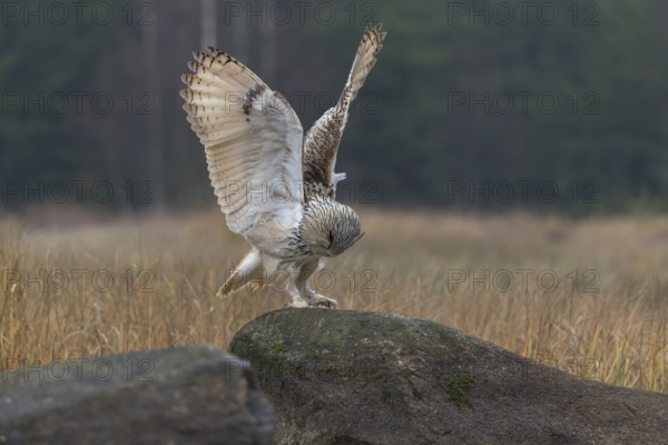 One Siberian Eagle Owl (Bubo bubo sibiricus) landing on a rock between tall reed grass lakeshore on an autumnal misty cold morning