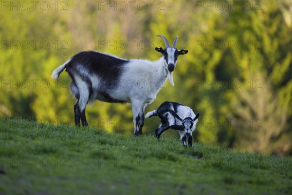 A female peacock goat (Capra aegagrus f. hircus) with her young is standing on a fresh green meadow with a forest in the background