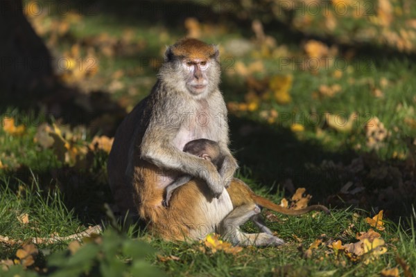 One female patas monkey (Erythrocebus patas)with her baby in late light on a green meadow