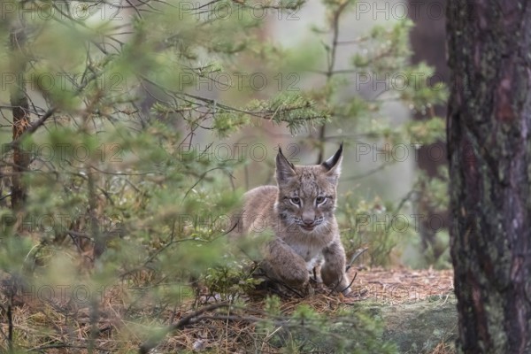 One young Eurasian lynx, (Lynx lynx), walking thru a forest. Green vegetation around him