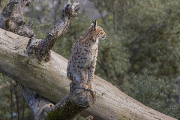 One Eurasian lynx, (Lynx lynx), sitting on a dead tree. Frontal view with green vegetation in the background