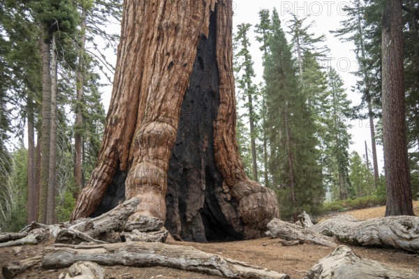 Yosemite National Park, California - The The 'Grizzly Giant' in the Mariposa Grove of Giant Sequoias (Sequoiadendron giganteum)