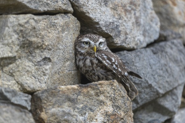 One little owl (Athene noctua) sitting on a stone inside the ruins of an ancient castle