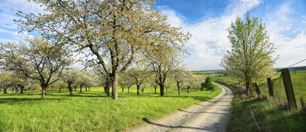 Field path through rural landscape in spring, blossoming cherry trees on orchard, Freyburg, Burgenlandkreis, Saxony-Anhalt, Germany, Europe