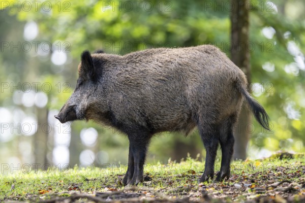 Wild boar (Sus scrofa), Vulkaneifel, Rhineland-Palatinate, Germany, Europe