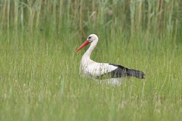 White stork (Ciconia ciconia) foraging in a marshy meadow, Wildlife, Lembruch, Ochsen Moor, Dümmer nature park Park, Lower Saxony, Germany, Europe