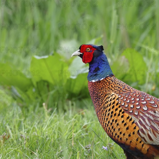 Pheasant, hunting pheasant (Phasianus colchicus), adult male bird in a meadow, animal portrait, wildlife, Lembruch, Ochsen Moor, Dümmer nature park Park, Lower Saxony, Germany, Europe