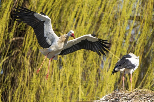 Two storks landing in the nest, surrounded by trees, white stork (Ciconia ciconia), wildlife, Germany, Europe
