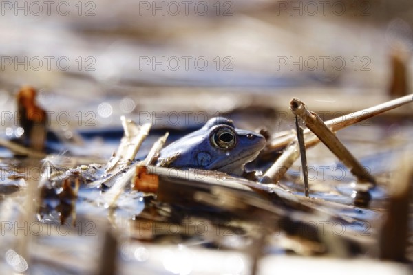 Male blue moor frog in the mating season, March, Saxony, Germany, Europe