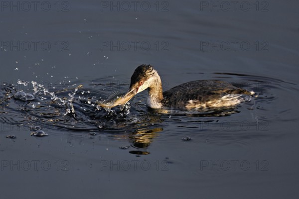 Slavonian grebe (Podiceps auritus), adult, in a white plumage, winter plumage, swimming with a fish in its beak, Lake Zug, Switzerland, Europe
