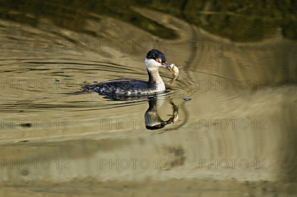 Slavonian grebe (Podiceps auritus), adult, in a white plumage, winter plumage, swimming with a fish in its beak, Lake Zug, Switzerland, Europe