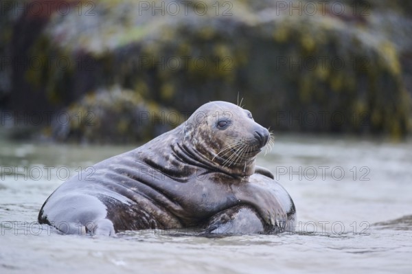Grey seal (Halichoerus grypus) playing with each other in the water, sea, Düne, Helgoland, Schleswig-Holstein, Germany, Europe