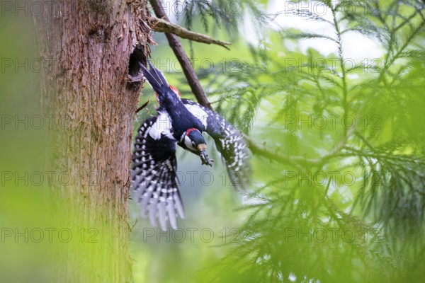 Great spotted woodpecker (Dendrocopos major), male flies out of the nesting cavity with droppings in his beak, Bad Homburg, Hesse, Germany, Europe