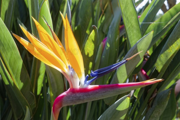 Strelizia or parrot flower (Strelitzia reginae), Botanical Garden, Jardim Botanico da Madeira, Funchal, Madeira, Portugal, Europe