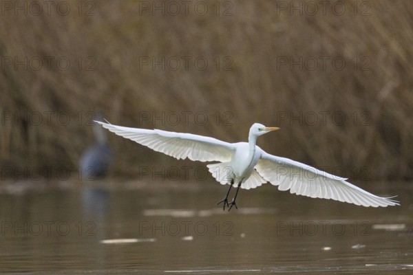 Great White Egret (Egretta alba) Germany