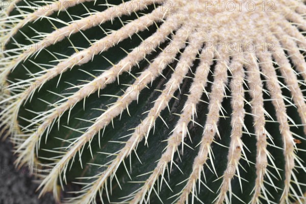 Close up of large 'Echinocactus Platyacanthus' giant barrel cactus with white spikes