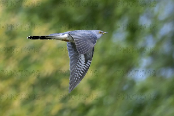 Common cuckoo (Cuculus canorus) adult male flying in forest in spring