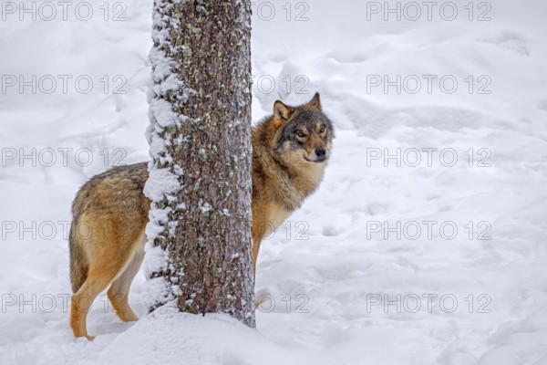 Solitary Eurasian wolf, European grey wolf (Canis lupus lupus) standing in deep snow behind spruce tree in forest in winter