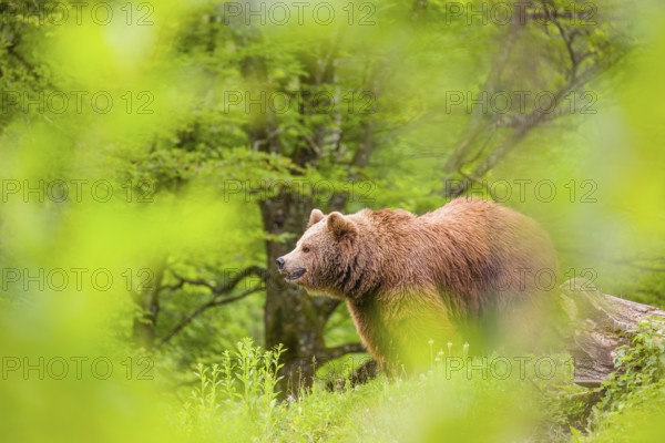 An adult female (Ursus arctos arctos) stands on a hilltop behind a rotting tree, framed by fresh green leaves