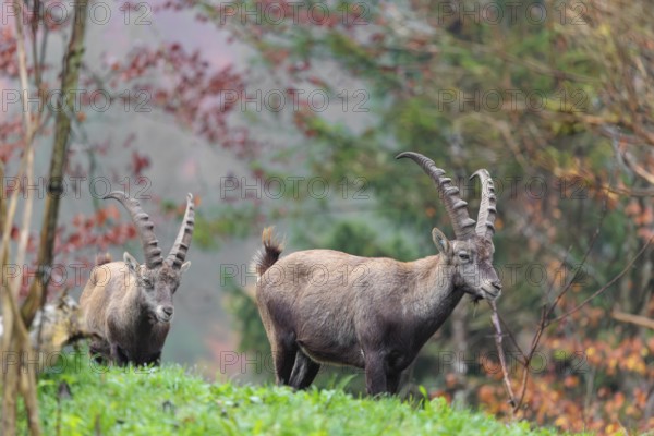 Two male ibex (Capra ibex) standing on a cloudy day on a green meadow on top of a hill. A forest in fall foliage can be seen in the background